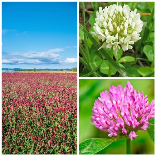 Mountain Valley Seed Co Clover Trio Seed Blend (16 Ounce)