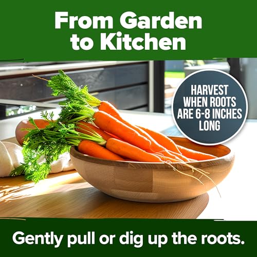 Tendersweet Carrot 6000+ Seeds (2 Count)
