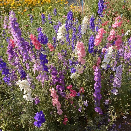 Cottage Garden Bulk Wildflower Seeds (16 Ounce)