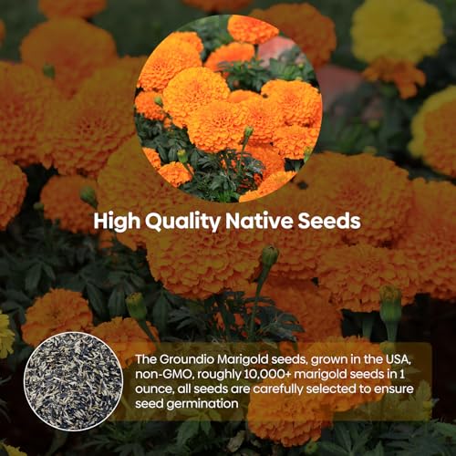 Marigold Seeds