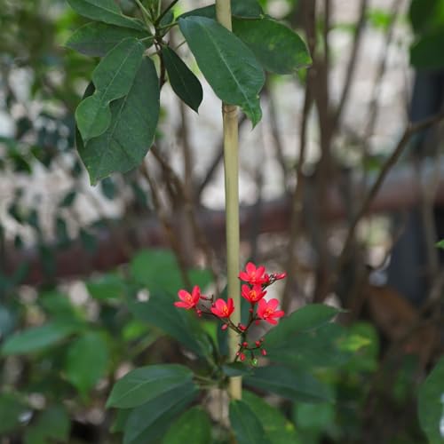 Natural Bamboo Plant Stake（6FT 30Pcs） Sturdy Bamboo Poles (6ft-30PCS)