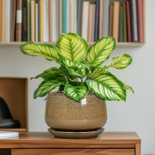6 Inch Plant Pot (5 Inch / Speckled Brown)