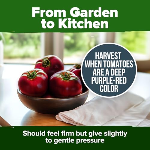 Cherokee Purple Tomato Seeds (2 Count)