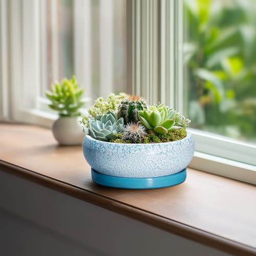 Bonsai Pots Small (6 Inch / Blue-white)