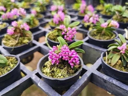 Schoenorchis Fragrans