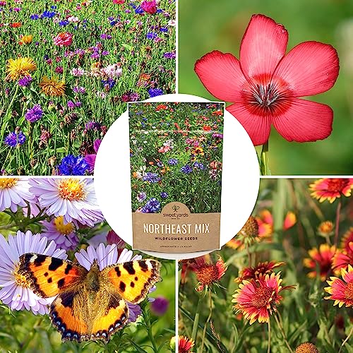 Northeast Wildflower Seed Regional Mixes