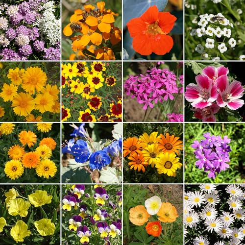 Low Growing Bulk Wildflower Seeds (16 Ounce)