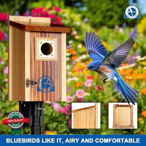 2 Pack Bluebird House