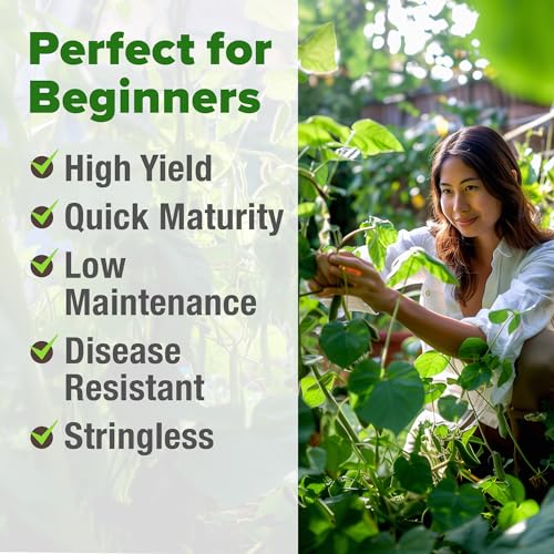 Contender Bush Bean Seeds (2 Count)
