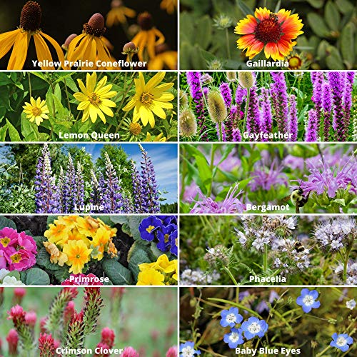 Mountain Valley Seed Co Wildflower Seed 2 Oz. 80