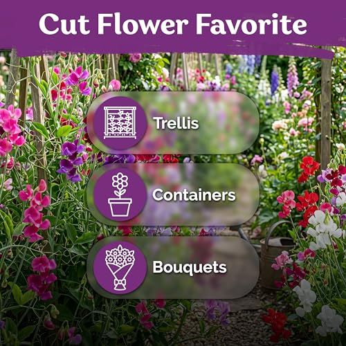 50 Royal Family Mix Sweet Pea Heirloom Flower Seeds