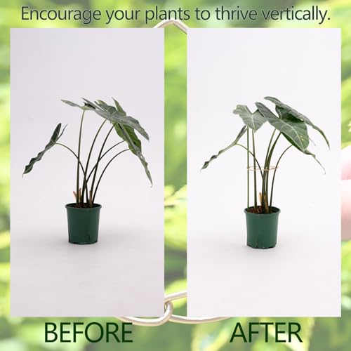 5.5x4.7in Gold Monstera Plant Stem Support System (Gold / 5.5IN*4.7IN)