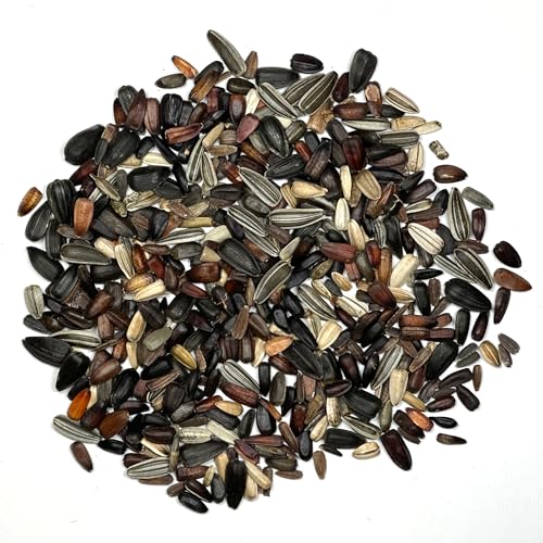 Sunflower Seeds to Plant Sunset Blend 1000 Seeds Bulk Pack