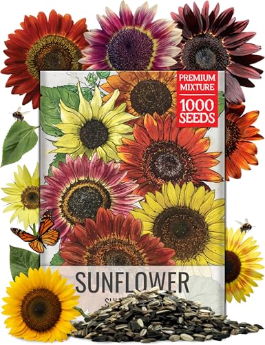 Sunflower Seeds to Plant Sunset Blend 1000 Seeds Bulk Pack