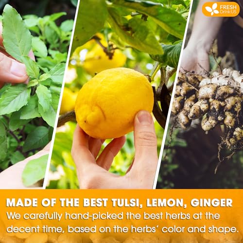 Premium 55 Tulsi Lemon Ginger Tea Bags (55 Tea Bags)