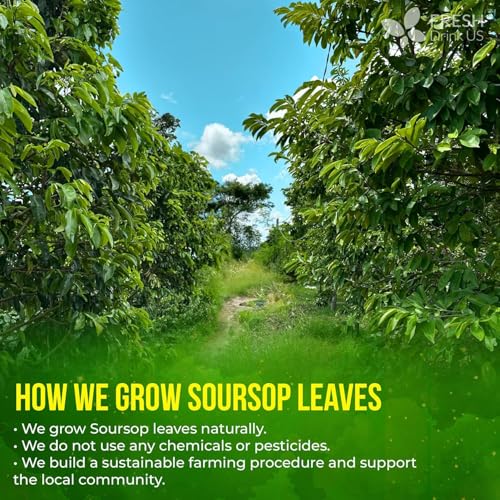 240+ Premium Soursop Graviola Dried Leaves Tea (240 Count)