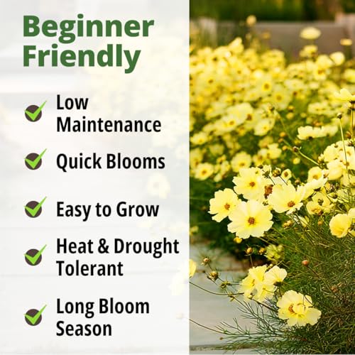Cosmos Seeds Dwarf Lemon