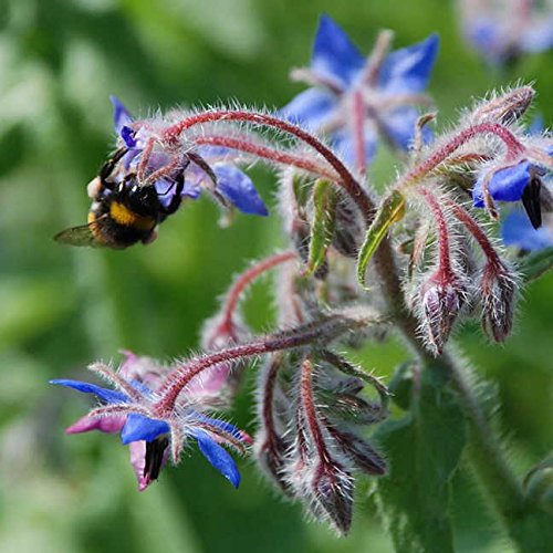 Grow Your Own Vibrant Wildflower Garden Mixture (100 Count)