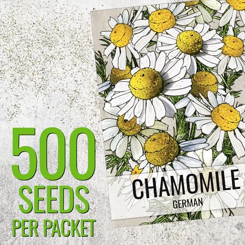 German Chamomile Seeds to Plant Heirloom Non (5 Packs)