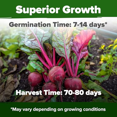 Detroit Dark Red Beet Seeds (2 Count)