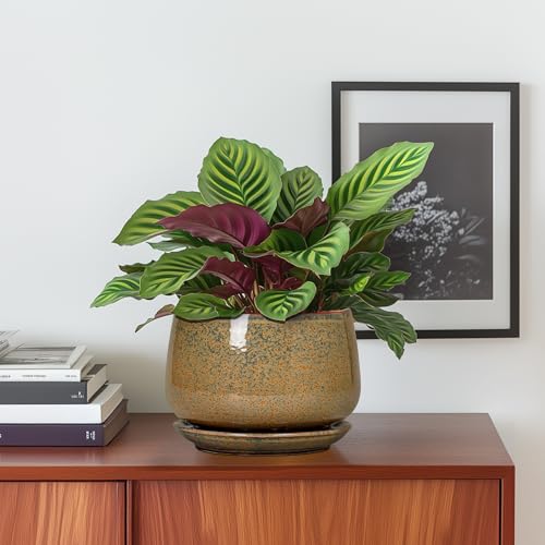 6 Inch Plant Pot (5 Inch / Speckled Brown)