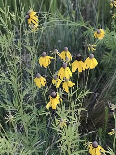 Native Grass & Wildflower Refuge
