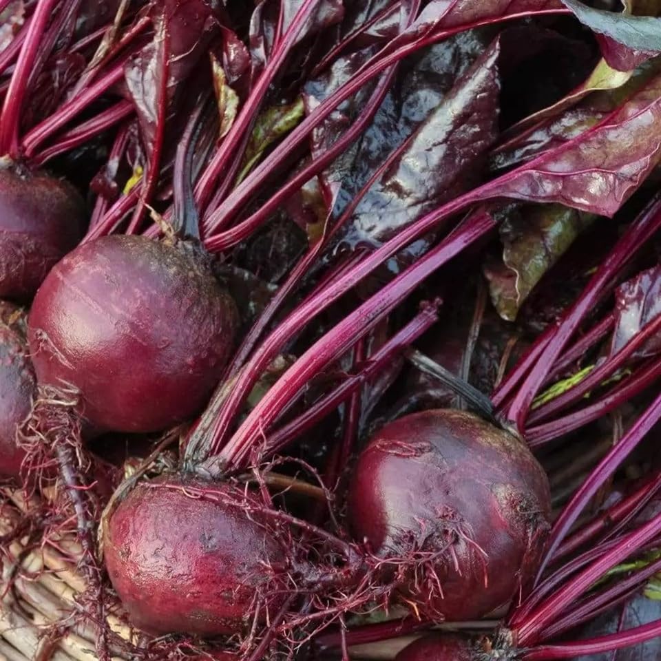 50+ Bulls Blood Beet Seeds for Planting