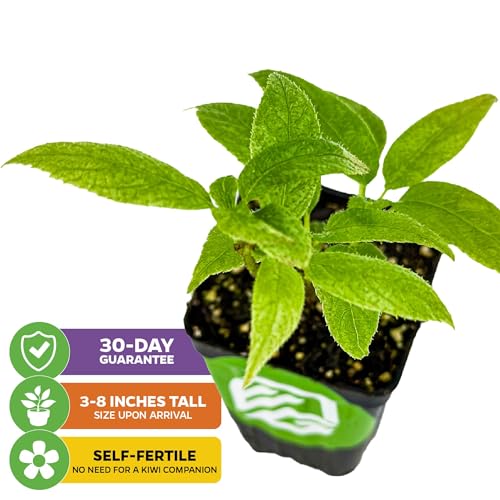 Issai Kiwi Vine (Issai Kiwi)