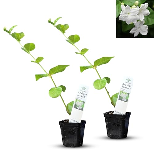 Arabian Jasmine Mogra (2 Count)