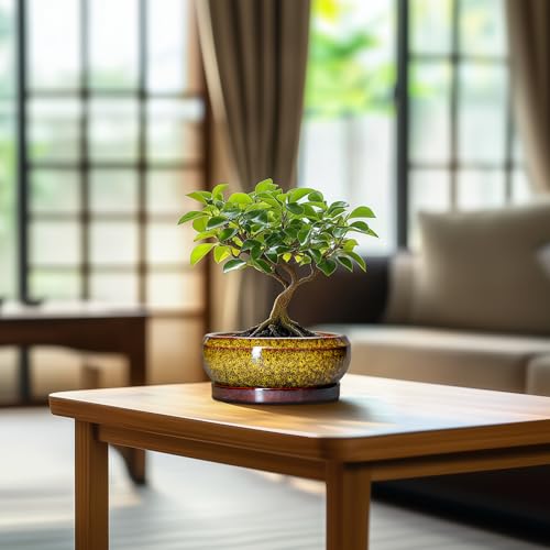 Small Bonsai Pots (6 Inch / Leopard Yellow)