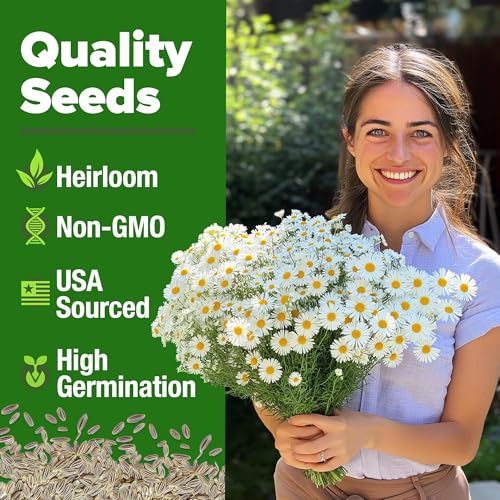 German Chamomile Seeds (2 Count)