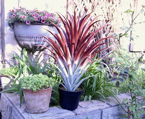 Hyper Realistic Big Red Artificial Aloe Vera Plant 26 Inches Tall. Large Faux Agave in Matte Black Pot