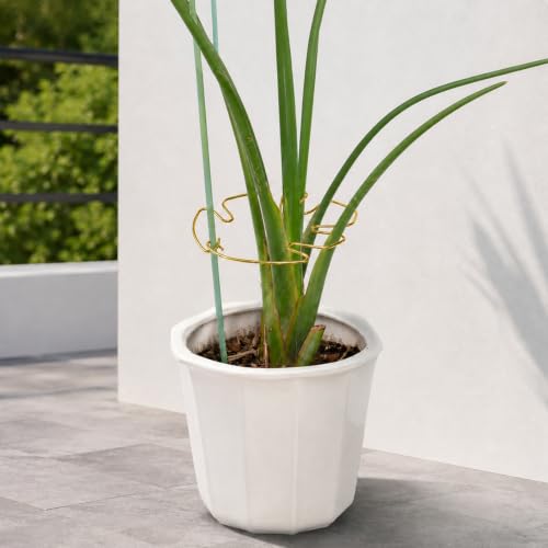 Monstera Stem Support