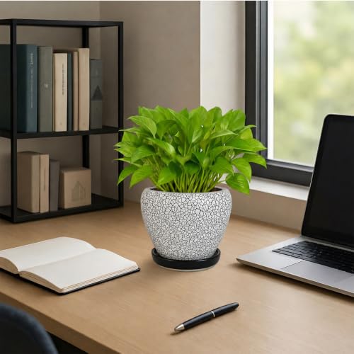 6 Inch Plant Pots (Wood Crack Black / 6 Inch)