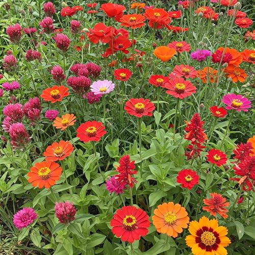 Red Bulk Wildflower Seeds (16 Ounce)