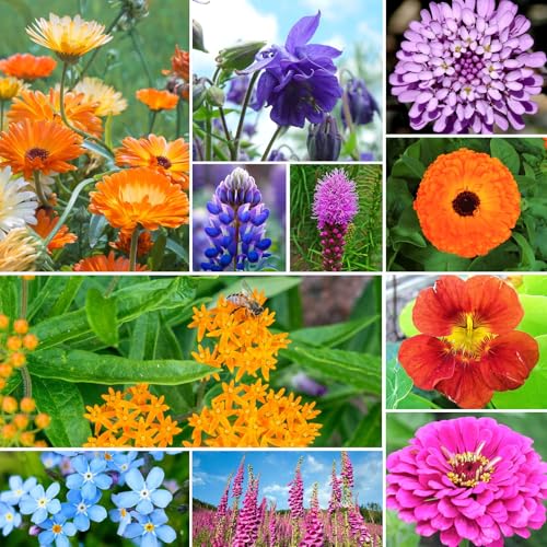 25 000+ Wildflower Seeds Mix 1 Oz