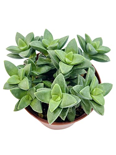 Live Succulent 4" Crassula Spring Time (4" / Crassula Spring Time)