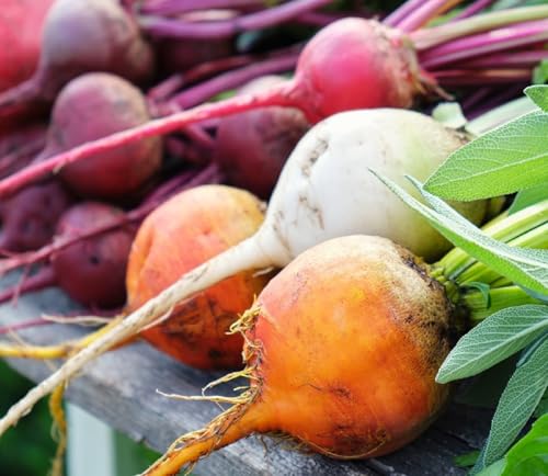 50+ Rainbow Beet Seeds for Planting Outdoors