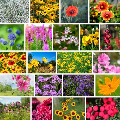 Mountain Valley Seed Co Wildflower Southeastern Flower 1 Lb 640 (16 Ounce)