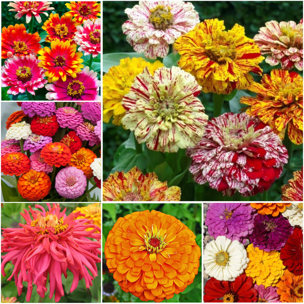 Zinnia Seeds Original Crazy Blend 1