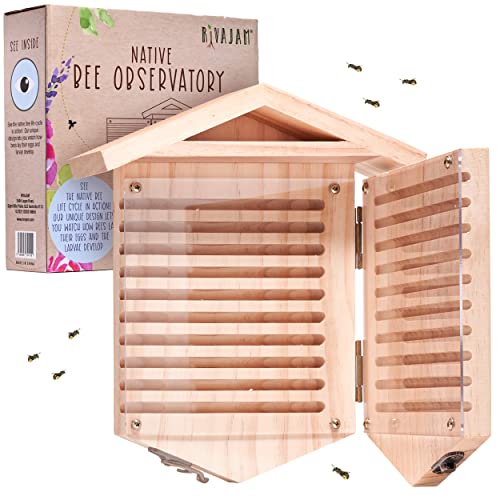 Native Bee Observatory