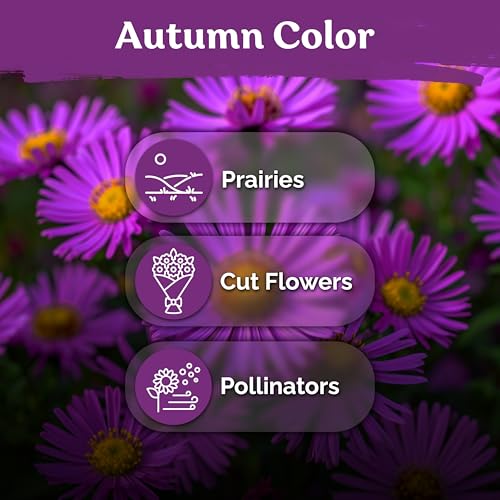600 New England Aster Heirloom Flower Seeds