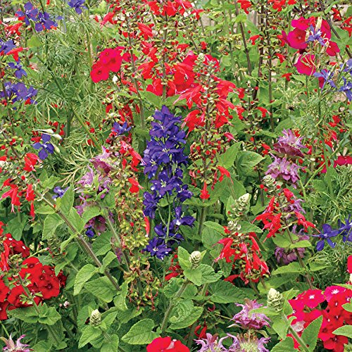 Grow Your Own Vibrant Wildflower Garden Mixture (3000 Count)