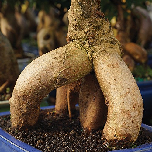 Medium Live Ficus Bonsai Tree (Medium / CERAMIC POT)