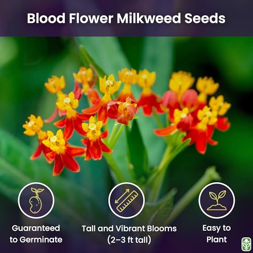 Blood Flower Milkweed Seeds for Planting (2.81 Ounce)