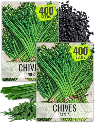 Garlic Chives Seeds to Plant Heirloom Non (2 Packs)