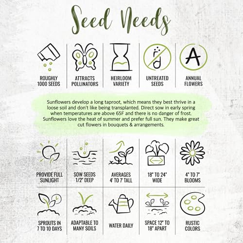Sunflower Seeds to Plant Sunset Blend 1000 Seeds Bulk Pack