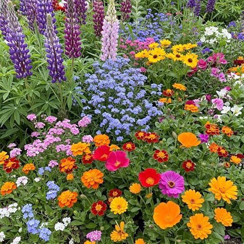 Colorscape Bulk Wildflower Seeds (16 Ounce)