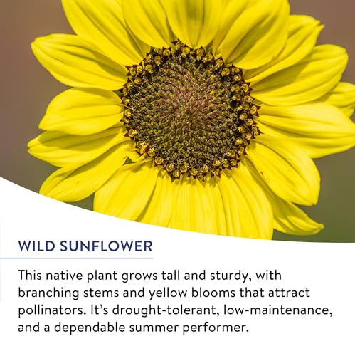 American Wild Wildflower Seeds