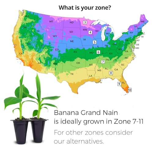 Banana Tree Gran Nain. Set of 4 Starter Live Plants (Gran Nain)